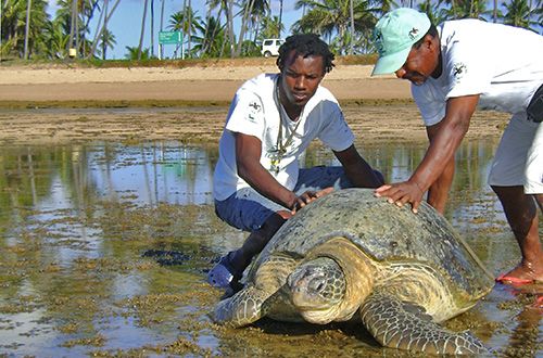 Mais uma tartaruga-verde marcada em Trindade aparece na Praia do Forte